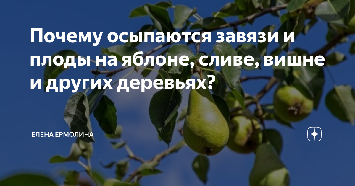 Ожог плодовых деревьев | справочник пестициды.ru