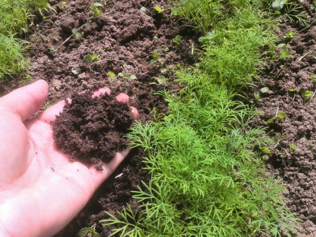 Кинза: выращивание из семян в открытом грунте, сроки посева, уход