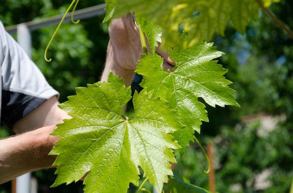Хлороз винограда: чем лечить, признаки, виды, причины, чем обрабатывать