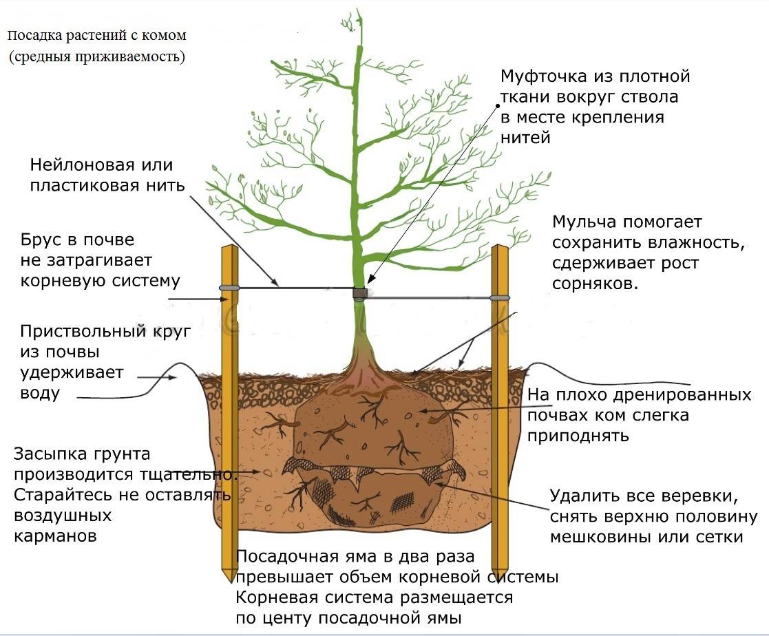 ✅ когда лучше сажать черешню весной или осенью пересадка на новое место секреты садовода - cvetochki-rostov-na-donu.ru