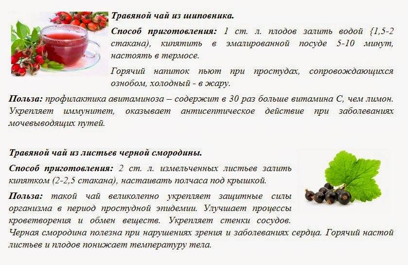 Калина: полезные свойства, применение, рецепты, противопоказания и польза ягоды. как употреблять калину для молодости и здоровья