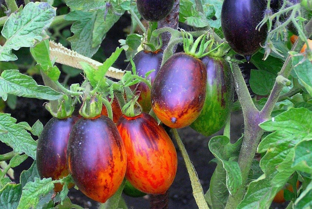 Особенности сорта томатов гном бой с тенью - всё про сады