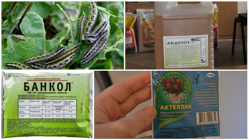 Чем обработать капусту от вредителей: народные, химические и биологические средства