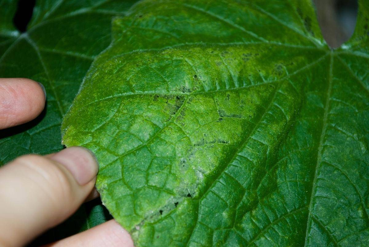 Почему на листьях огурцов появился налет или белые пятна и что делать для лечения