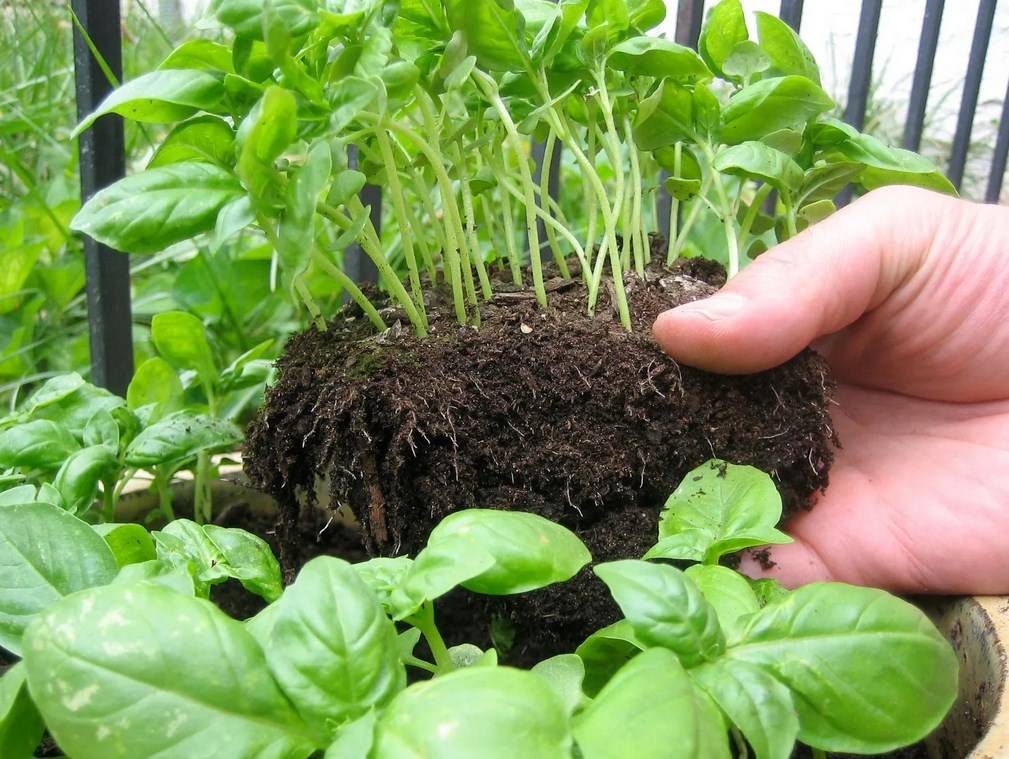 Базилик: выращивание, посадка и посев из семян и рассады. правила выращивания базилика в открытом грунте и в горшке