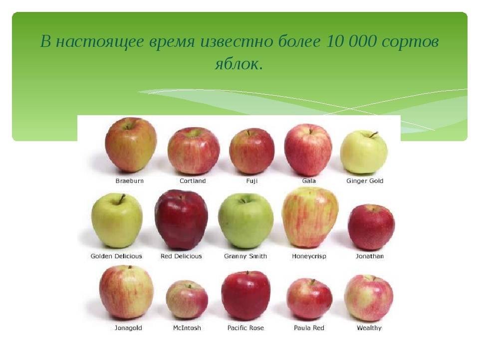 Долговечная яблоня макинтош: описание, фото, отзывы