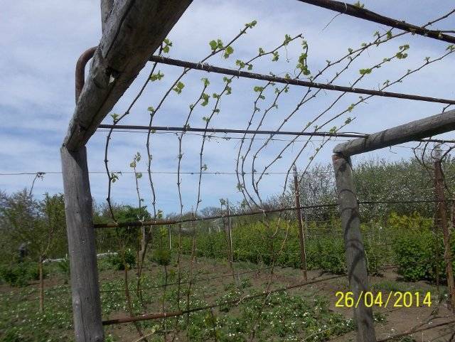 Как подвязать виноград на шпалеру для начинающих весной и летом? виды размещения: сухая и зеленая на одноплоскостной и других опорах