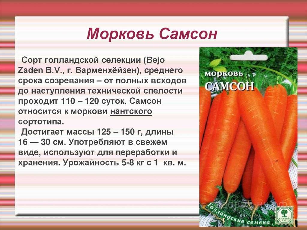 Лучшие сорта моркови: обзор разных видов сортов с описанием и фото