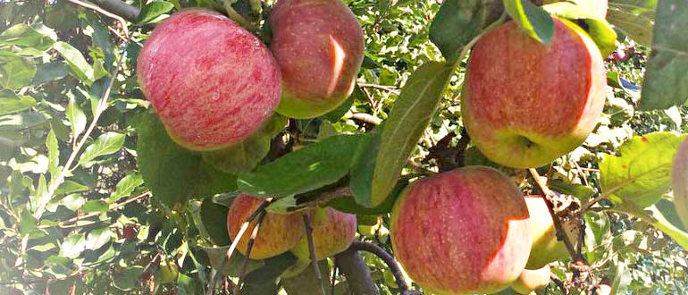 Сорт яблок штрифель: описание и фото