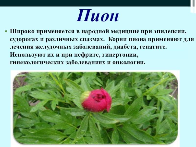 Пион уклоняющийся – природное и безопасное средство от разных недугов :: syl.ru
