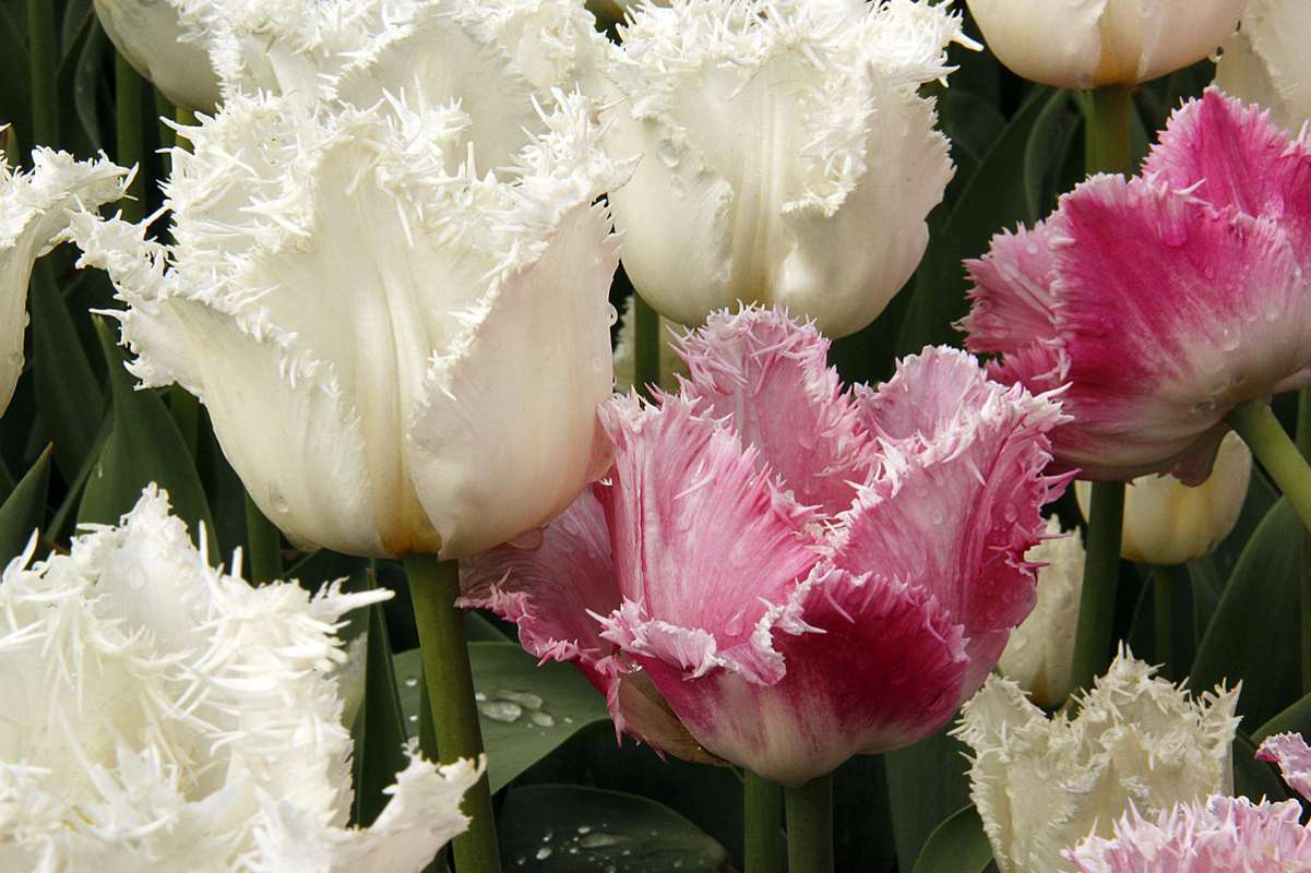 Популярные сорта тюльпанов, группы и классы цветка