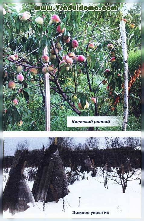 Посадка и выращивание персиков в подмосковье и сибири: когда и как сажать, как ухаживать