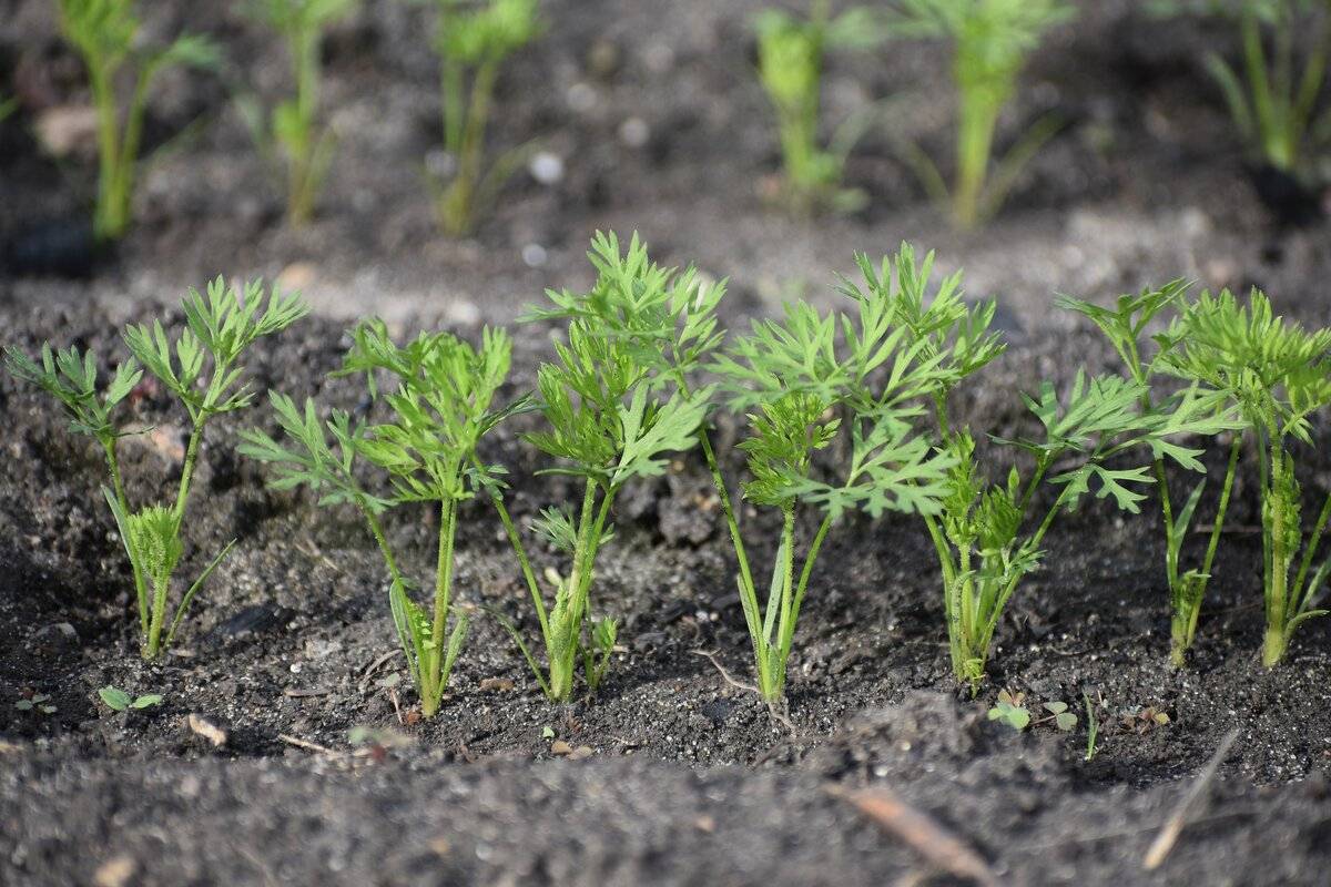 Взойдут ли проросшие семена моркови и каково будет качество урожая? / асиенда.ру