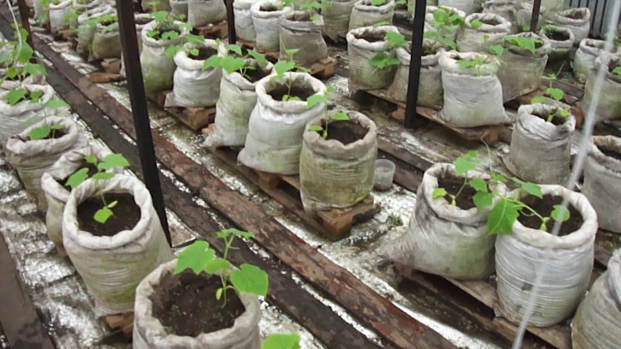 Выращивание помидоров в мешках — пошаговая инструкция: как посадить и собрать урожай, отзывы, фото, описание