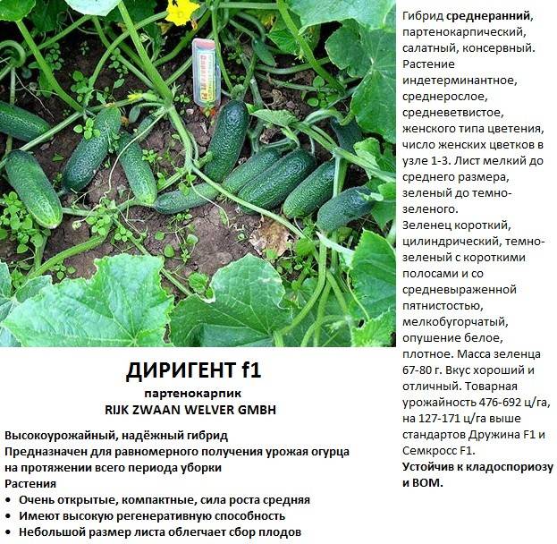 Огурец клавдия f1: характеристика и урожайность сорта