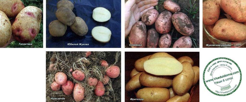 Описание и характеристика картофеля сорта розара