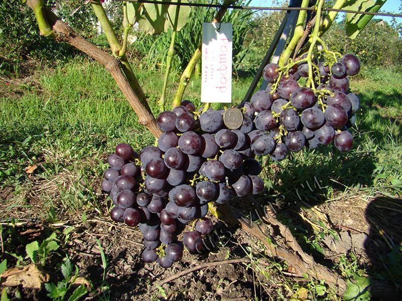 Виноград с гармоничным вкусом и тонким ароматом — сорт рошфор
