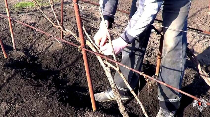 Как подвязать виноград на шпалеру для начинающих весной и летом? виды размещения: сухая и зеленая на одноплоскостной и других опорах