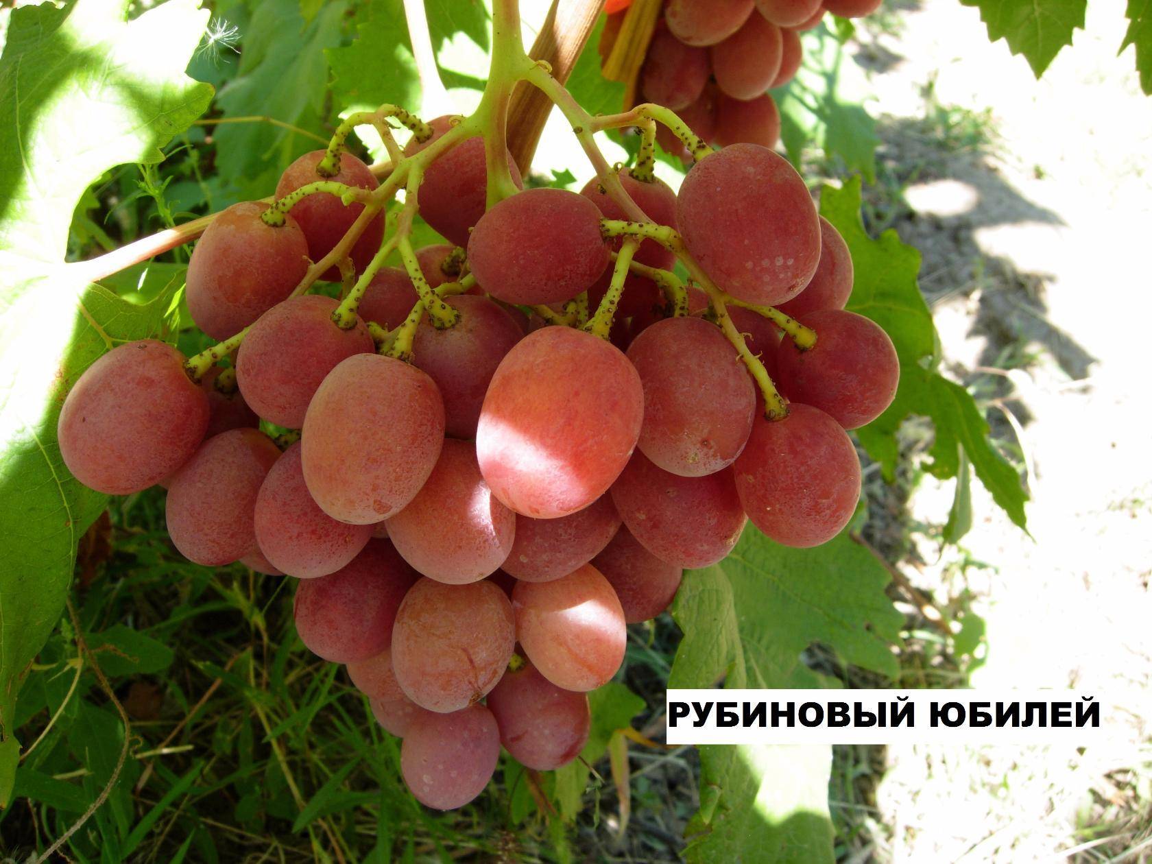 Виноград рубиновый юбилей: описание сорта, правила посадки и ухода, отзывы