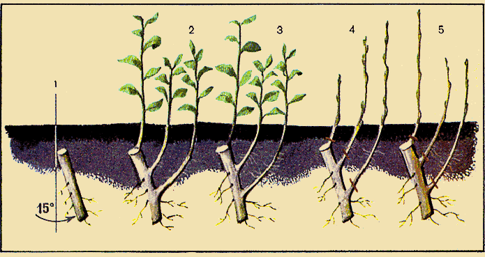 Как вырастить сливу из косточки или стоит отдать предпочтение дереву, привитому на абрикос