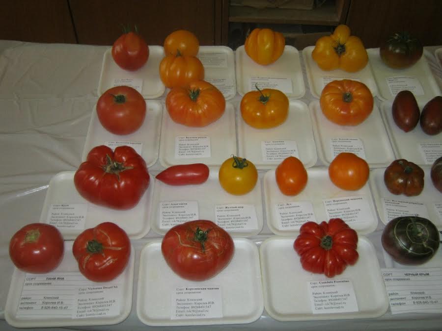 Семена томатов от редько на 2021 год