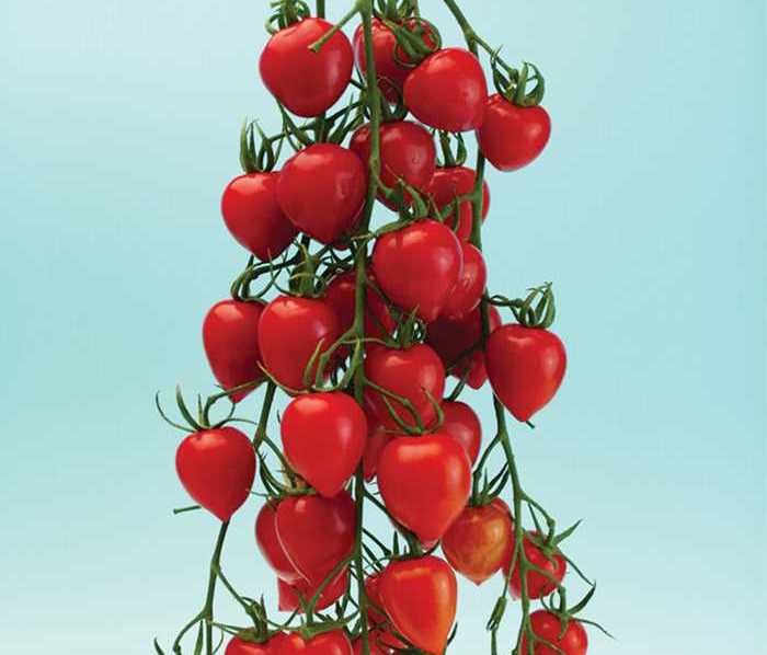 Лучшие сорта томатов черри: черри помидоры для теплиц и открытого грунта, их особенности