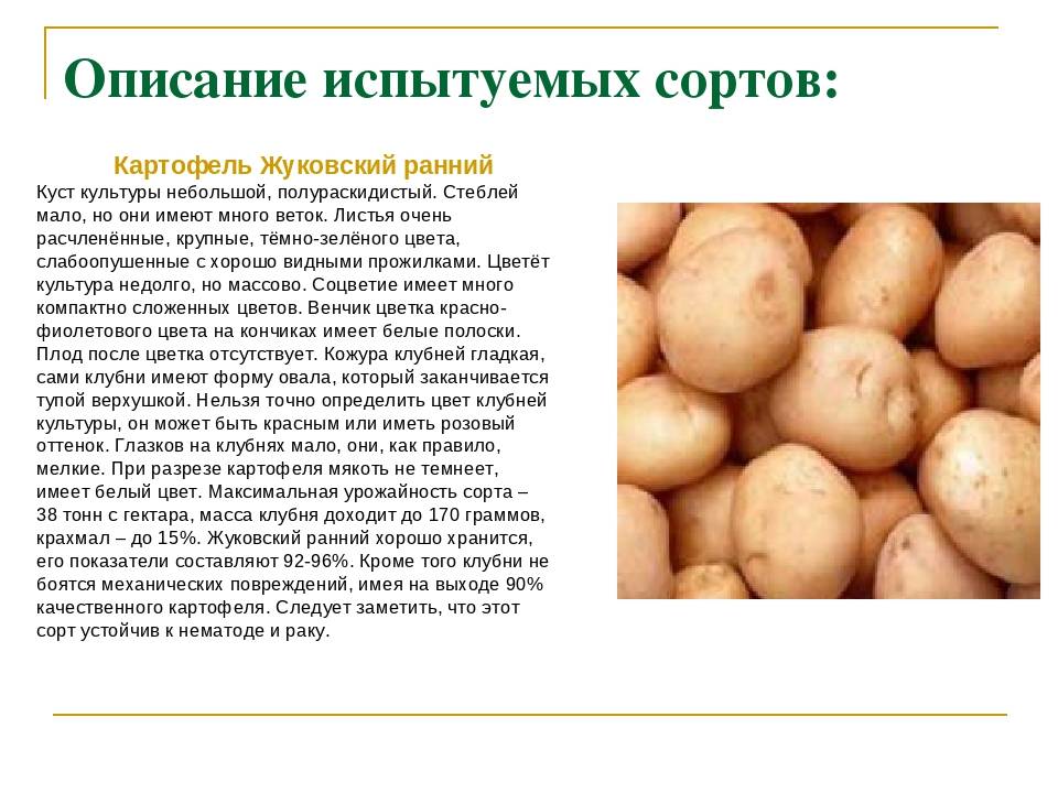 Сорт картофеля «луговской» – описание и фото