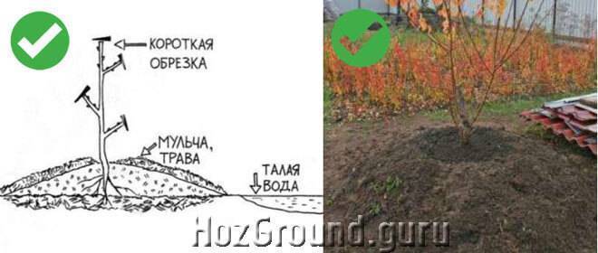 Абрикосы на урале: сорта зимостойкие и описания лучших, выращивание в открытом грунте