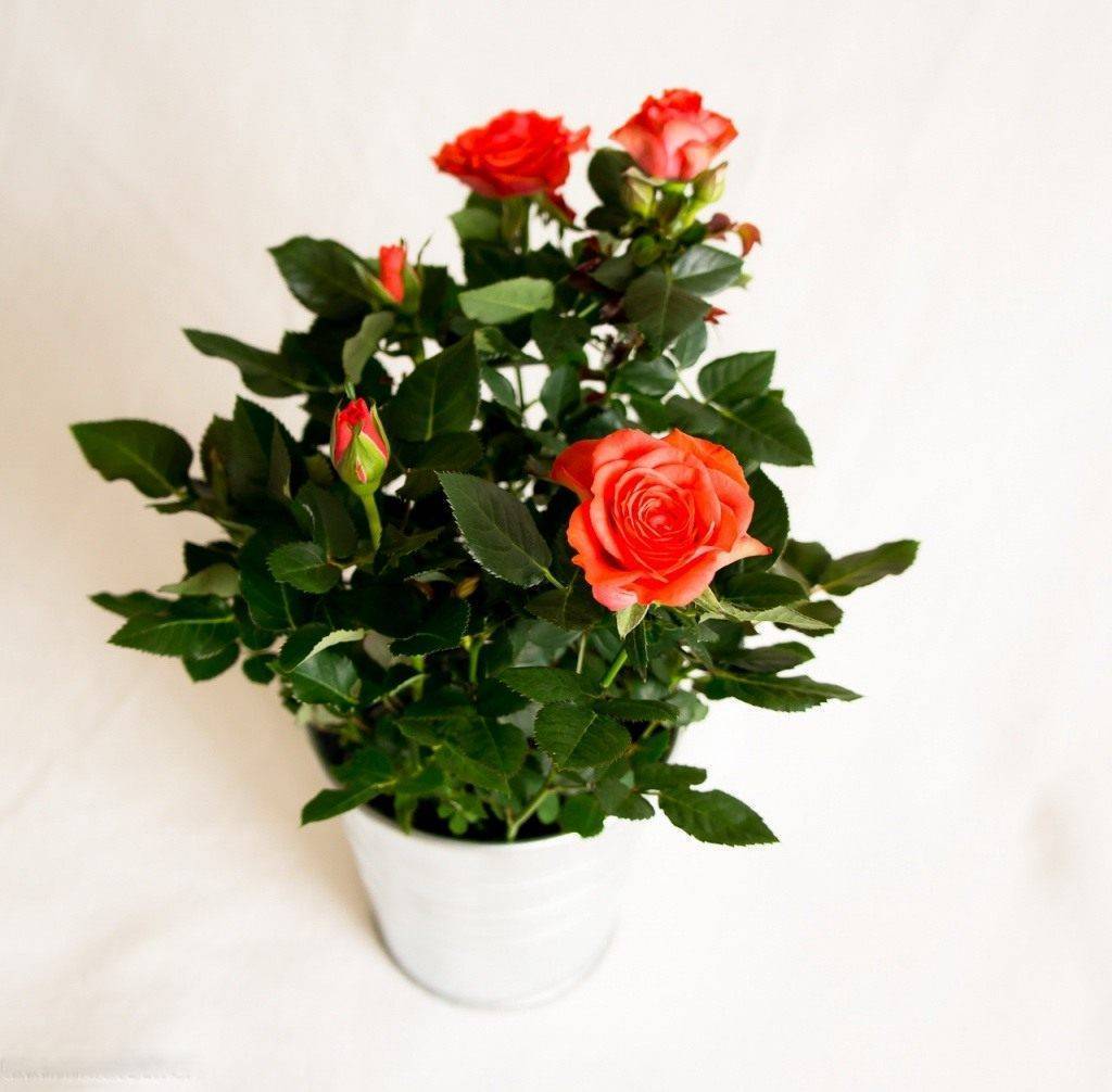 Роза кордана микс: как ухаживать после покупки, особенности полива, фото