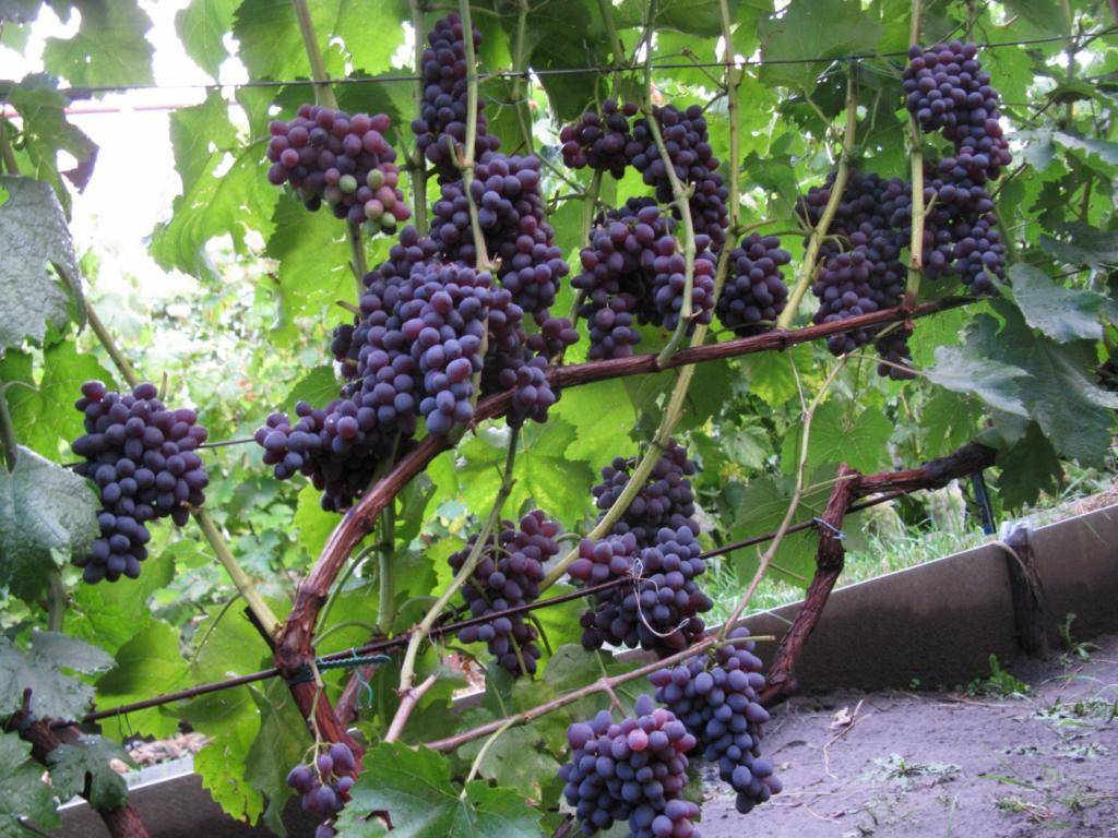 Виноград "кишмиш юпитер": фото, описание сорта, защита от вредителей и болезней selo.guru — интернет портал о сельском хозяйстве