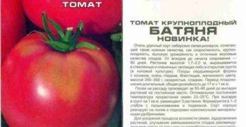 Особенности сорта и тонкости агротехники высокоурожайного томата батяня