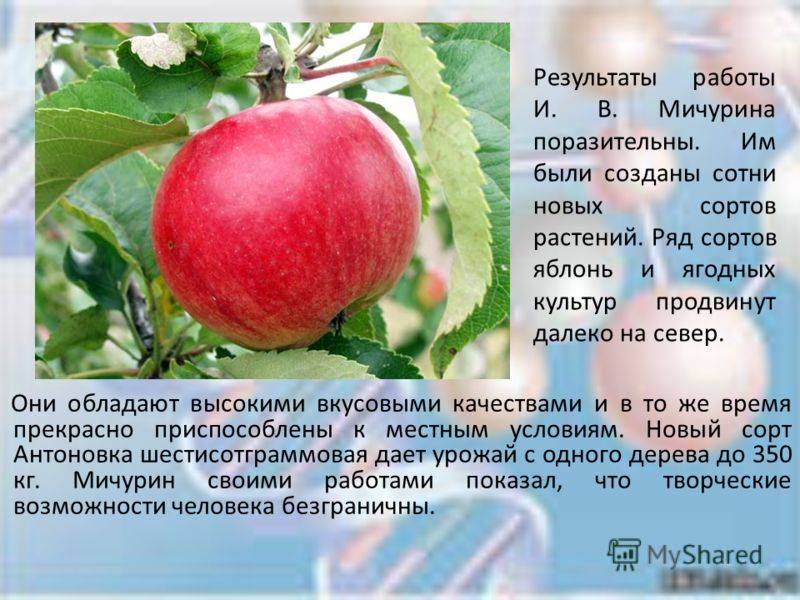 Описание и подвиды яблони сорта Сахарный Аркад, технология выращивания