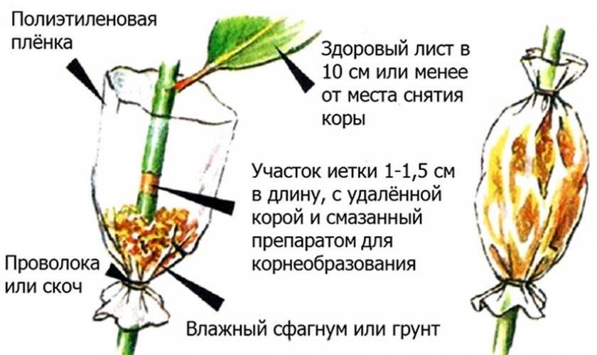 Как правильно посадить грушу весной, пошаговое руководство, в том числе как сажать в средней полосе, инструкция посадки + видео