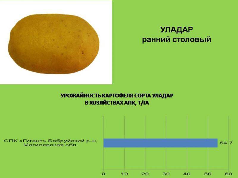 Картофель уладар - неприхотливый сорт белорусской селекции