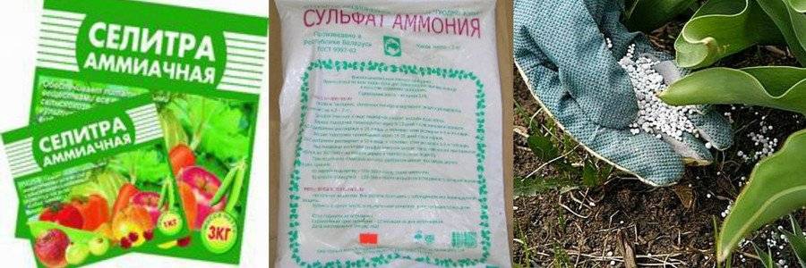 Удобрение сульфат аммония — применение на огороде