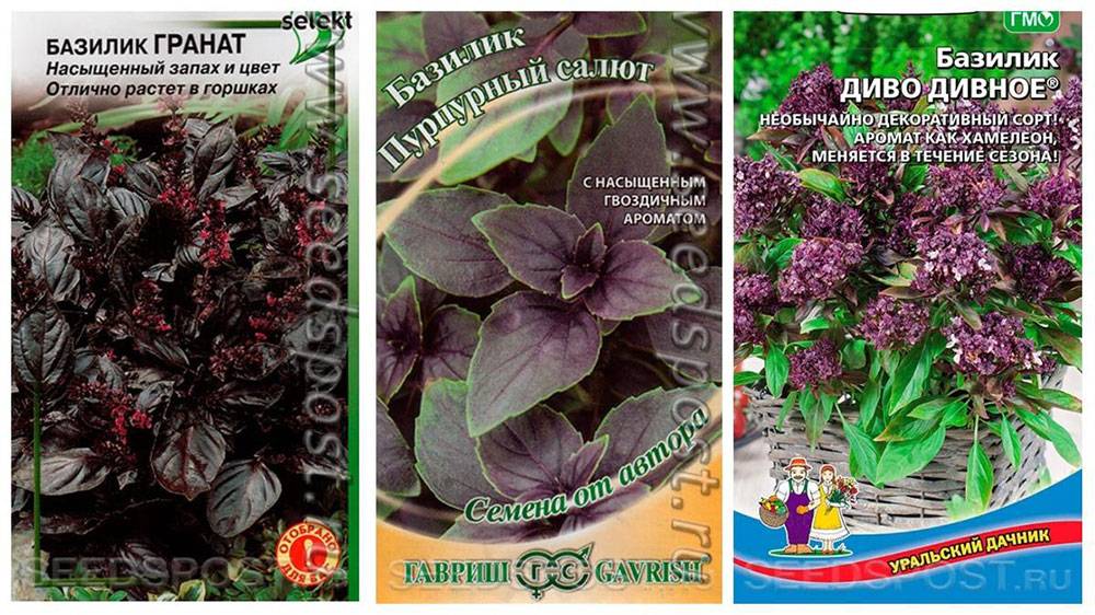 Базилик зеленый и фиолетовый: разница, польза, отличия в составе и свойствах, лучшие сорта и особенности выращивания