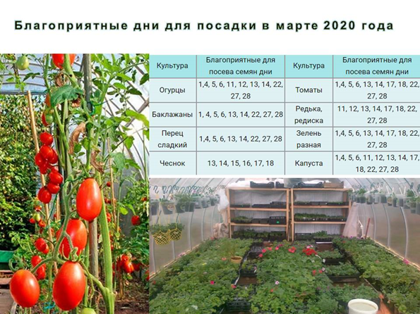 Выращивание томатов в теплице из поликарбоната от а до я: посадка и уход за помидорами