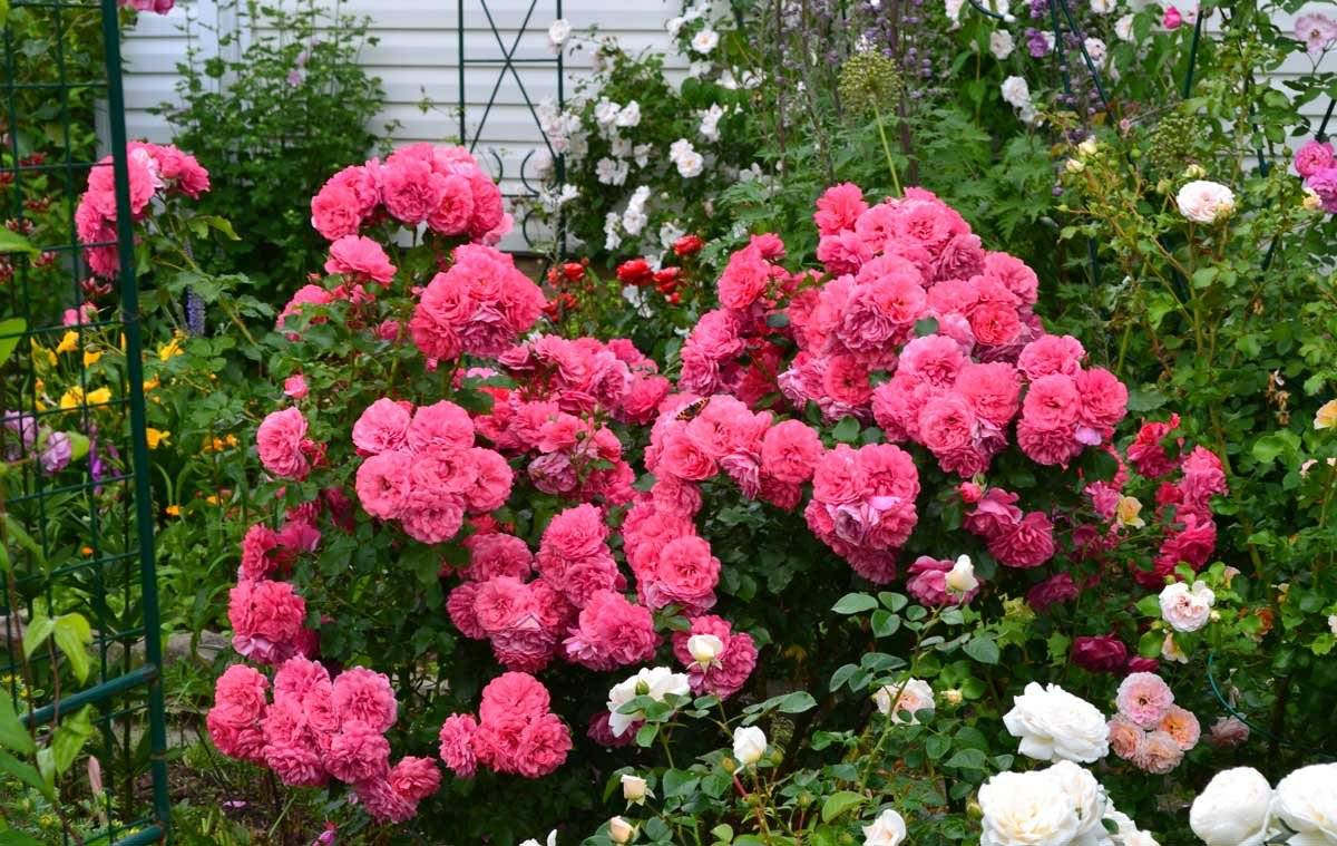 Роза плетистая розариум ютерсен: отзывы + фото, описание