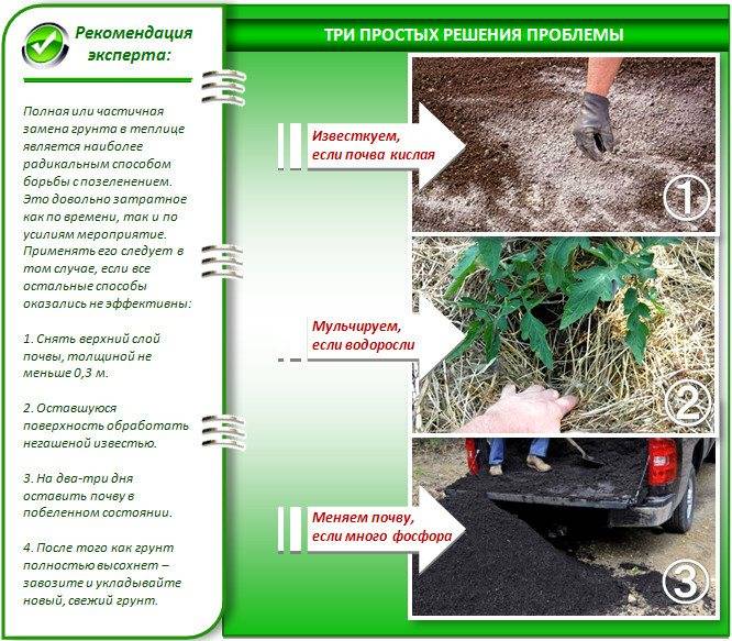 Подготовка грунта для огурцов в теплице весной: какую почву любят, чем и как обработать землю