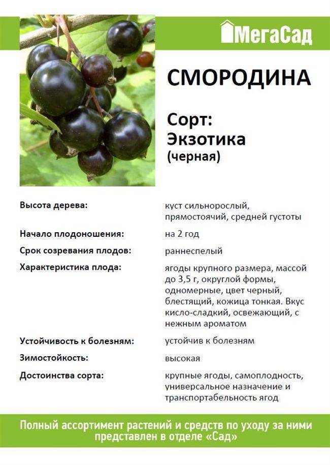 Вологда — сорт чёрной смородины