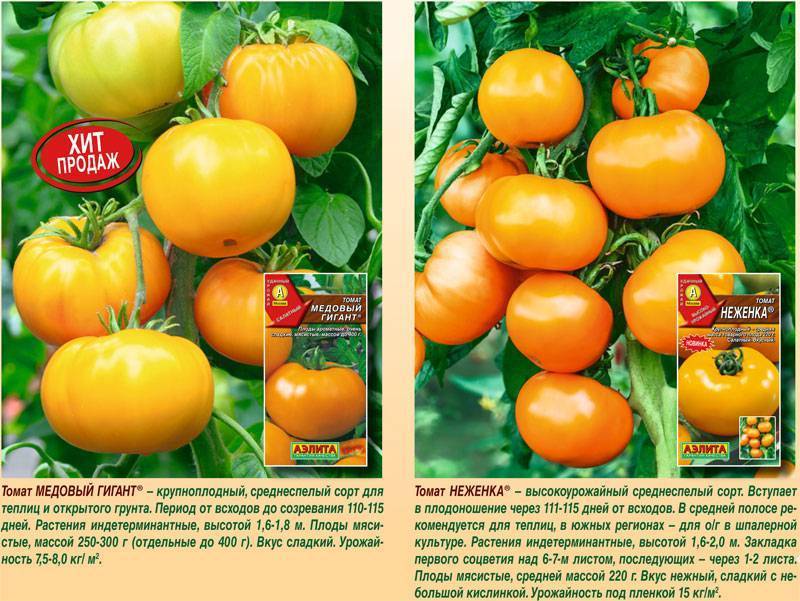 Описание, характеристика, посев на рассаду, подкормка, урожайность, фото, видео и самые распространенные болезни томатов сорта «оранжевый гигант».