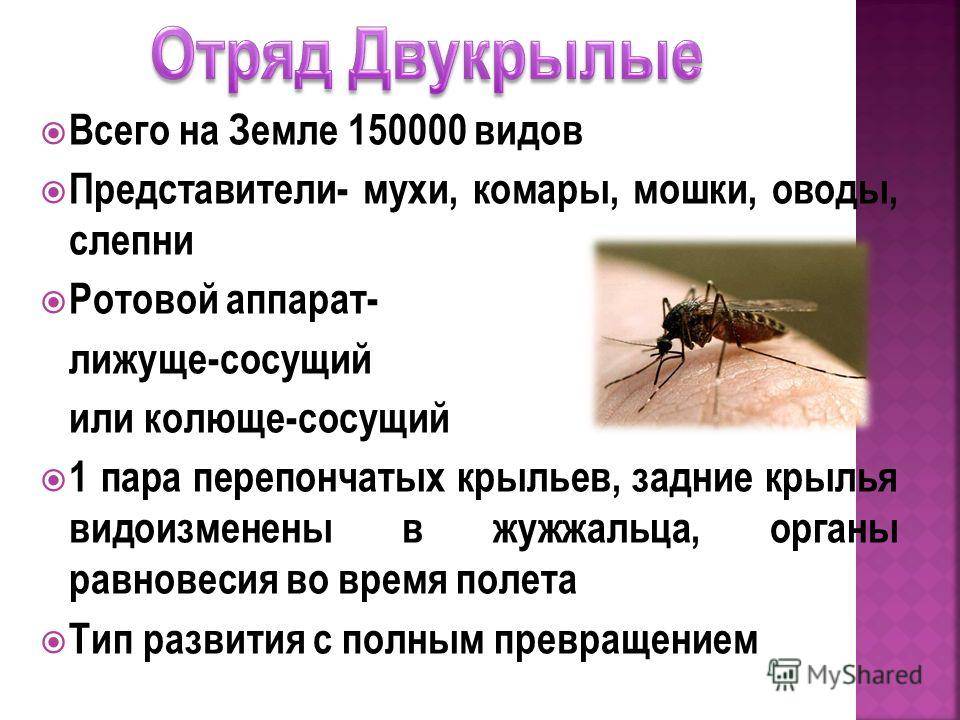 Вишневая муха: методы борьбы с вредителем, что делать и чем опрыскать