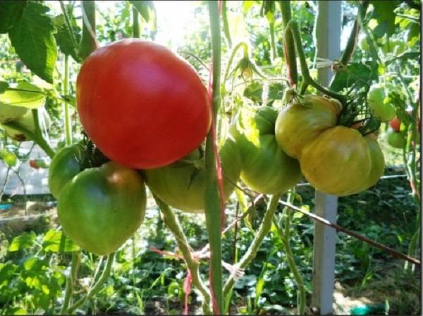 Вкусный великан на вашей грядке — томат бычье сердце гигантское f1: описание сорта