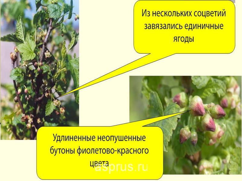 Смородиновый почковый клещ: что необходимо сделать весной, чтобы защитить свой урожай?