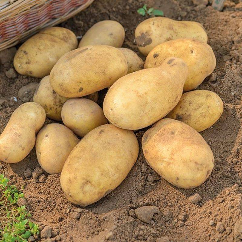 Картофель джелли: описание сорта, вкус и особенности выращивания