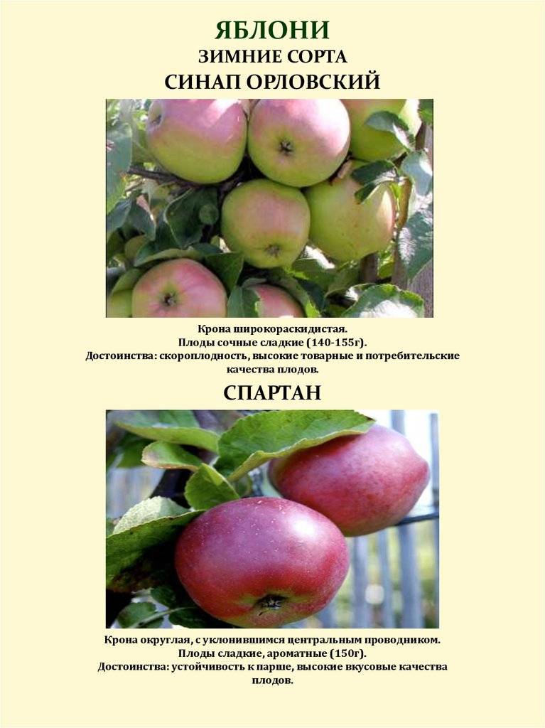 Яблоня «чемпион»: описание сорта, посадка, выращивание и уход