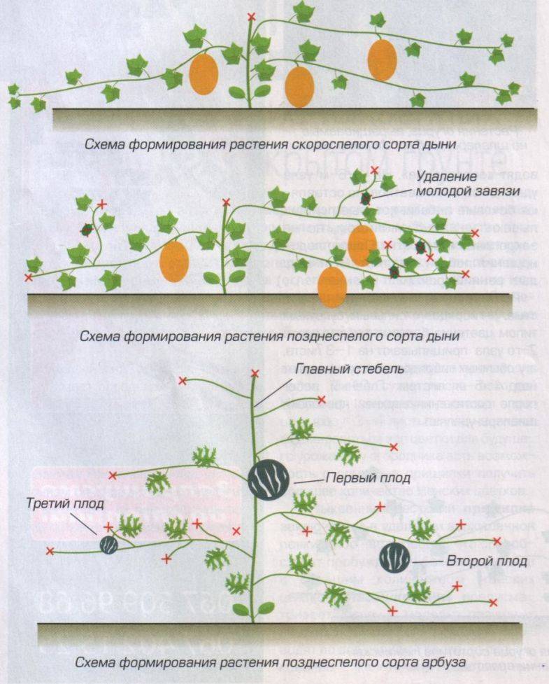Прищипывание и уход за тыквой в открытом грунте: как формировать и надо ли обрывать листья чтобы получить урожай, схема посадки