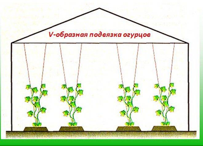 Как высадить рассаду огурцов в теплицу из поликарбоната: когда поливать