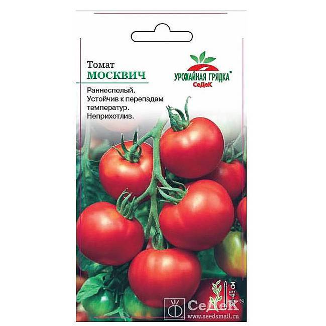 Чем хорош и почему стоит выращивать раннеспелый, высокоурожайный и стойкий к заболеваниям и непогоде томат «москвич»