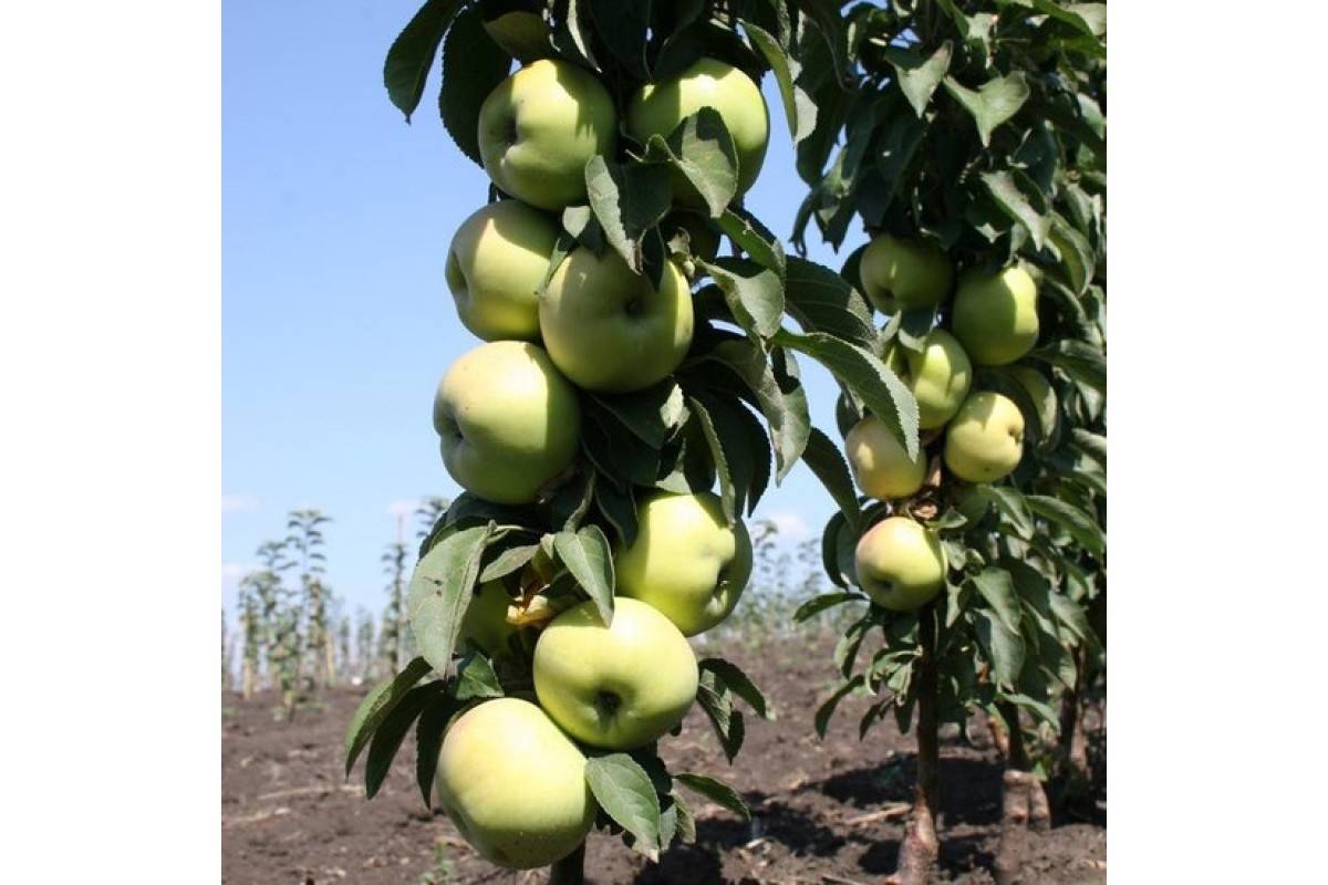Как правильно посадить и ухаживать за колоновидной яблоней